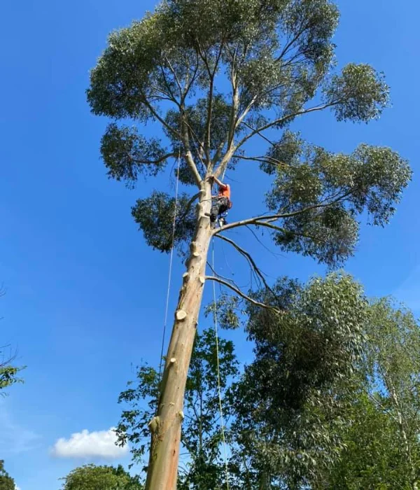 Large Tree Image